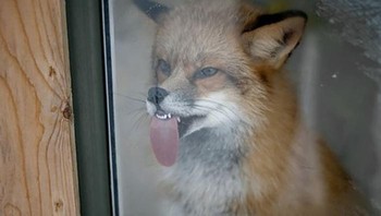 Weeeek, lagi ledekin siapa? Foto: via Bored Panda