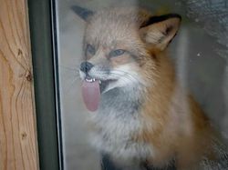 Ekspresi Konyol Hewan yang Bikin Gemas