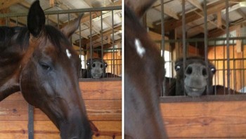 Eh, ada yang minta diajak foto tuh! Foto: via Bored Panda