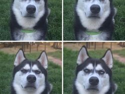 Ekspresi Konyol Hewan yang Bikin Gemas