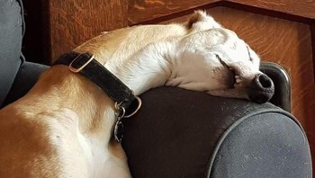 Duh, lelah banget kayaknya. Foto: via Bored Panda