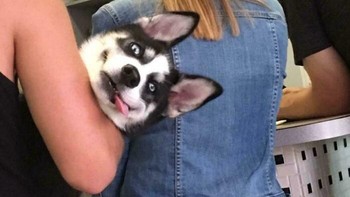 Main cilukba! Foto: via Bored Panda