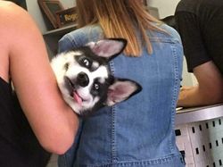 Ekspresi Konyol Hewan yang Bikin Gemas