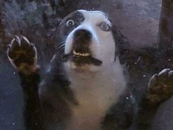 Ekspresi Konyol Hewan yang Bikin Gemas