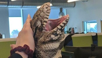 Lucunya, ikut ke kantor. Foto: via Bored Panda