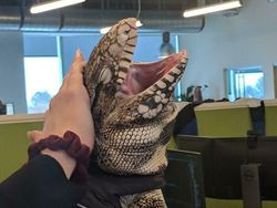 Ekspresi Konyol Hewan yang Bikin Gemas