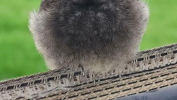 Cemberut, nih. Foto: via Bored Panda