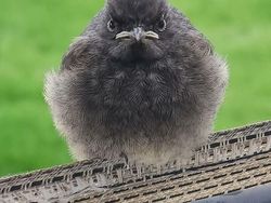 Ekspresi Konyol Hewan yang Bikin Gemas