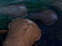 Fosil Berusia 400 Juta Tahun, Beberkan Fakta Baru tentang Evolusi Ikan