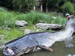 Pria Ini Menang Duel Lawan Lele Raksasa Sebesar Sapi