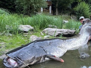 Pria di Ceko Berhasil Tangkap Ikan Lele Raksasa Sepanjang 2 Meter
