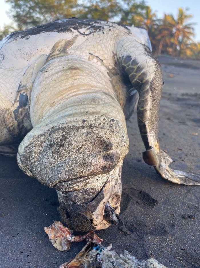 Kondisi penyu yang mati dengan kondisi mulut penuh sampah di Pantai Glempang Pasir, Kecamatan Adipala, Kabupaten Cilacap, Jumat (15/8/2025) pagi.