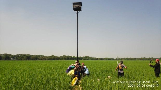 Ular dilepaskan di sawah di Indramayu