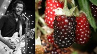 Masih dari kelompok buah berry, ada sosok penyanyi rock Chuck Berry yang namanya juga mencuri perhatian. Chuck Berry dijuluki sebagai The Father of Rock and Roll. Foto: Craft Your Happy Place