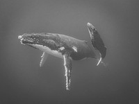 2025 iPhone Photography Awards
