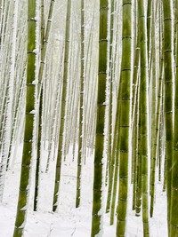 2025 iPhone Photography Awards