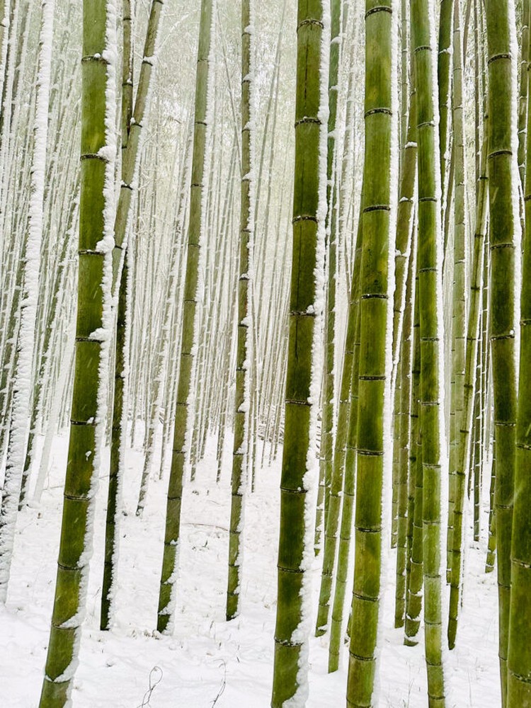 2025 iPhone Photography Awards
