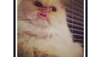 Syin. Foto: X/mememekanlirik