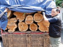 2 Pria Pencuri Kayu di Ponorogo Ditangkap, 40 Gelondong Disita