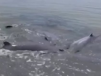 8 Ekor Lumba-lumba Terdampar di Laut Dangkal Asahan Berhasil Dievakuasi