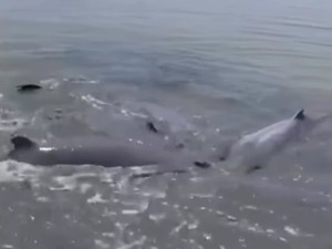 8 Ekor Lumba-lumba Terdampar di Laut Dangkal Asahan Berhasil Dievakuasi