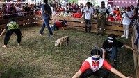 Lomba menangkap seekor anak babi dengan tangan kosong dan mata tertutup tersebut diinisiasi oleh kerukunan warga Dayak Dusun Maanyan dan Lawangan (Dusmala) Kota Palangka Raya yang terinspirasi dari kebiasaan leluluhur mereka dalam berburu babi di hutan.  Foto: ANTARA FOTO/Auliya Rahman