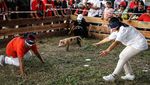 Tradisi Unik Tangkap Anak Babi Meriahkan HUT Ke-80 RI di Palangka Raya