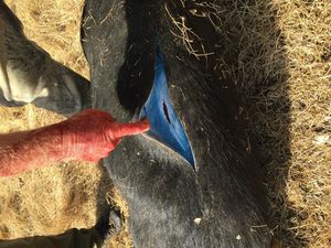 Muncul Babi Memiliki Daging Warna Biru Neon, Apa Penyebabnya?