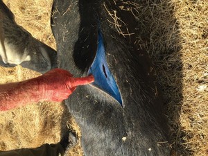 Muncul Babi Hutan Biru Neon yang Diwaspadai di California