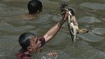 Lomba Tangkap Bebek di Aceh Meriahkan HUT ke-80 RI