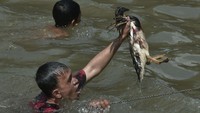 Gelak tawa dan sorak-sorai penonton mewarnai suasana saat para peserta berebut menangkap bebek yang berenang lincah di sungai. ANTARA FOTO/Irwansyah Putra