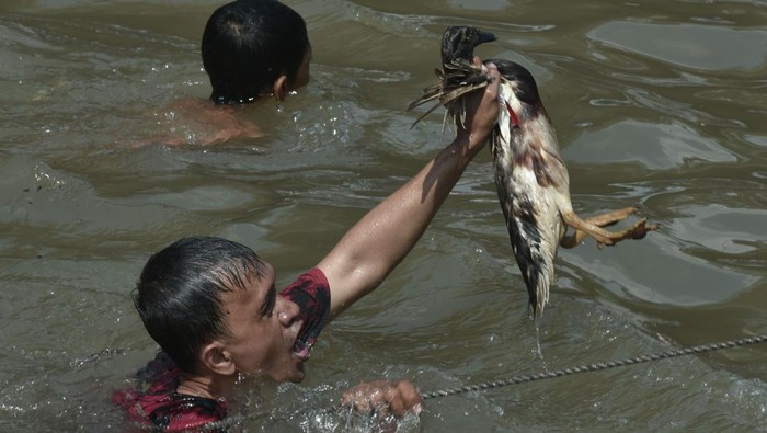 Warga berusaha menangkap bebek saat lomba di aliran Sungai Lampaseh, Banda Aceh, Aceh, Minggu (17/8/2025). Lomba menangkap bebek tersebut diikuti puluhan warga dalam rangka memeriahkan HUT ke-80 Kemerdekaan Republik Indonesia. ANTARA FOTO/Irwansyah Putra/rwa.