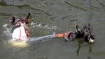 Lomba Tangkap Bebek di Aceh Meriahkan HUT ke-80 RI