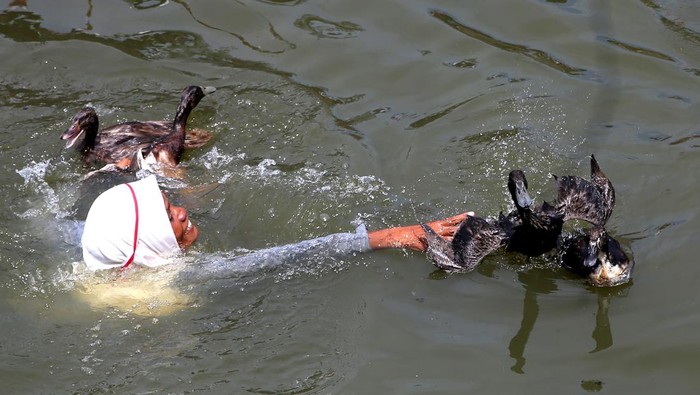 Lomba Tangkap Bebek di Aceh Meriahkan HUT ke-80 RI Warga berusaha menangkap bebek saat lomba di aliran Sungai Lampaseh, Banda Aceh, Aceh, Minggu (17/8/2025). Lomba menangkap bebek tersebut diikuti puluhan warga dalam rangka memeriahkan HUT ke-80 Kemerdekaan Republik Indonesia. ANTARA FOTO/Irwansyah Putra/rwa.