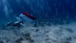 Momen PIS Gelar Upacara Bendera di Bawah Laut-Transplantasi Terumbu Karang