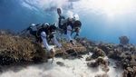 Momen PIS Gelar Upacara Bendera di Bawah Laut-Transplantasi Terumbu Karang