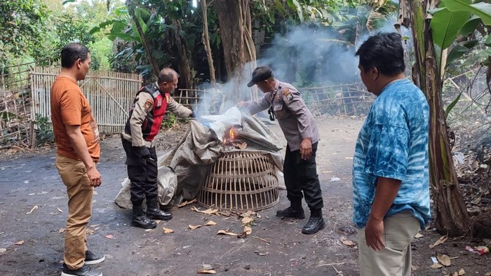 Polisi bakar kandang ayam di lokasi yang diduga menjadi tempat sabung ayam. Para pelaku sabung ayam kabur duluan.