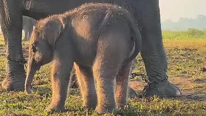 TN Way Kambas mendapat penghuni baru seekor anak gajah