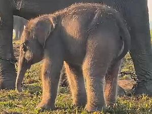 Lokasi Taman Nasional Way Kambas, Destinasi Seru Bertemu Anak Gajah