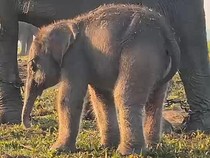 Lokasi Taman Nasional Way Kambas, Destinasi Seru Bertemu Anak Gajah