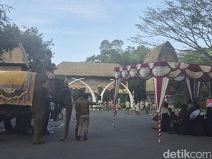 Gajah hingga Kakaktua Ikut Upacara Kemerdekaan di Taman Safari Bali