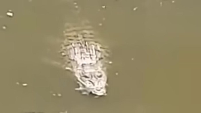 Video kemunculan buaya besar yang disebut terjadi di Sungai Wonorejo Surabaya.