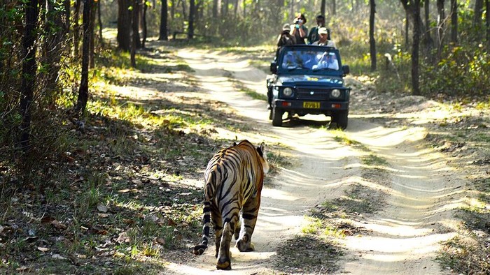 Aktivitas safari di hutan