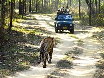 Mobil Safari Mogok, Pemandu Tinggalkan Turis Telantar di Tengah Hutan