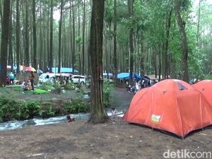 Serunya Wisata Camping Poncosumo di Hutan Pinus Kaki Gunung Semeru