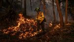 Hutan Galicia Dilalap Api, Petugas Berjuang Padamkan Kebakaran