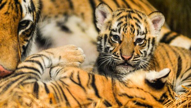 Induk Harimau Benggala (Panthera Tigris Tigris) menjaga dua anaknya yang baru lahir di Kebun Binatang Bandung, Bandung, Jawa Barat, Senin (18/8/2025). Kebun Binatang Bandung memiliki koleksi Harimau Benggala (Phantera Tigris Tigris) baru sebanyak dua ekor yang lahir pada 12 Juli 2025 dari pasangan yang bernama Jelita (betina) 4,5 tahun dan Sarukh Khan (jantan) 22 tahun, dengan kelahiran tersebut kini Kebun Binatang Bandung memiliki lima ekor Harimau Benggala (Phantera Tigris Tigris). ANTARA FOTO/Raisan Al Farisi