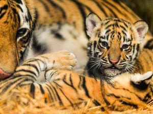 Penjelasan BBKSDA Jabar soal Kematian Huru dan Hara di Bandung Zoo