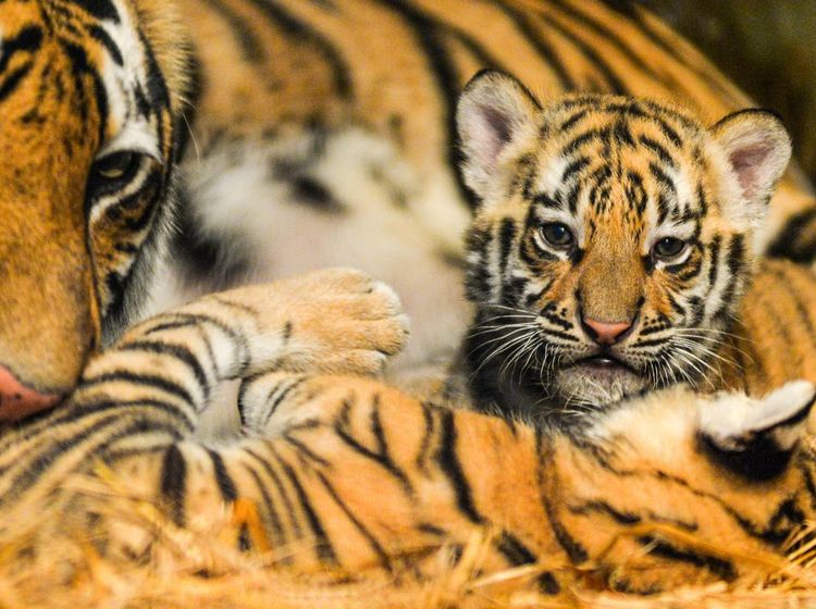 Jelita dan Sarukh Khan Lahirkan Dua Anak Harimau di Bandung Zoo