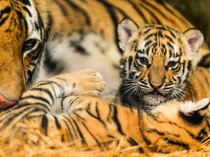 Jelita dan Sarukh Khan Lahirkan Dua Anak Harimau di Bandung Zoo